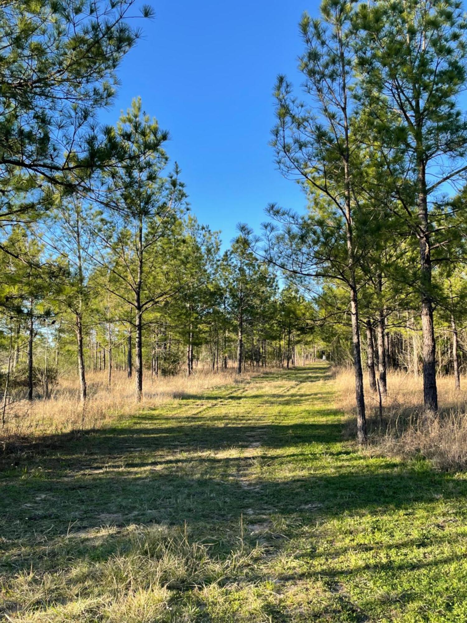 Country Getaway 4 Bedroom Resort In 10 Acre Lot Magnolia Buitenkant foto